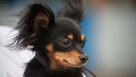 Fekete orosz toy terrierek: hogyan néznek ki a kutyák és hogyan kell gondoskodni róluk?