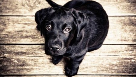 Black dogs: color features and popular breeds