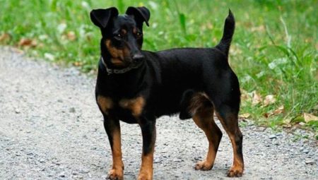 Black Jack Russell Terrier: a megjelenés jellemzői és a karbantartás szabályai