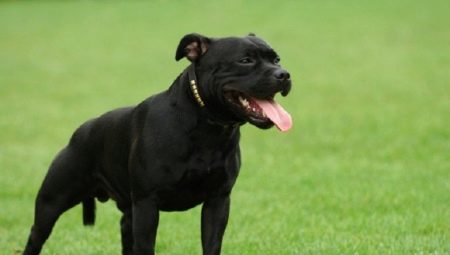 Black Staffordshire Terrier: bagaimana rupanya dan bagaimana untuk menjaganya?