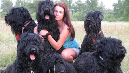 الكلب الأسود: تولد الوصف وحفظ الأسرار