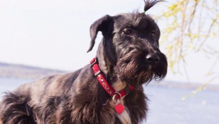 Czech Terrier: características de la raza, carácter, cortes de pelo y contenido.