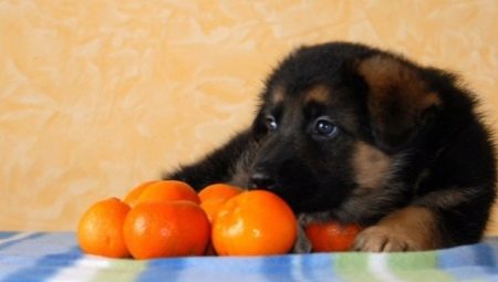 Zitrusfrüchte für Hunde: Ist es möglich zu geben, was sind die Vorteile und Schäden?