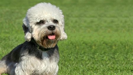 Dandy Dinmont Terrier: raskenmerken en tips voor de verzorging van honden