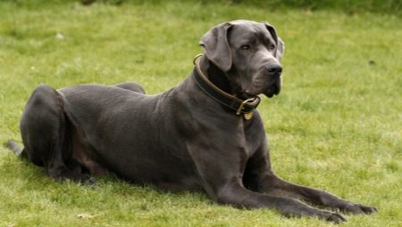 Grand Danois: typer och rekommendationer för att hålla hundar