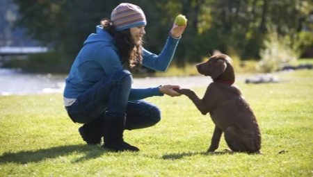 تدريب الجرو والكلاب البالغة: الميزات والأوامر الأساسية
