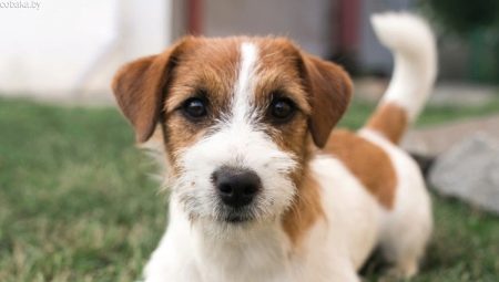 Jack Russell Terrier Broken: kenmerken van vachttype, hondenverzorging