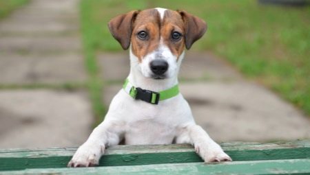 Jack Russell Terrier: perihalan baka, watak, standard dan kandungan