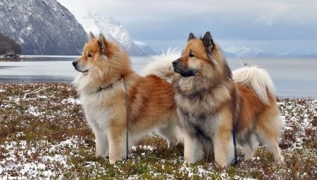 Eurasiers: beskrivelse af hunderacer, temperament og grundlæggende pleje