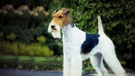 Fox Terrier: reglas de contenido y variedad de apodos