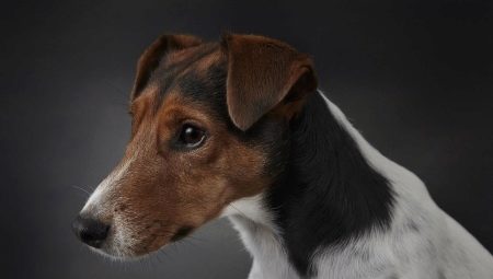 Fox terriers lisos: ¿cómo se ven y cómo mantenerlos?