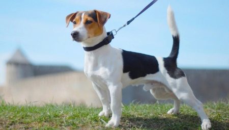 Makinis na buhok na Jack Russell Terrier: hitsura, karakter at mga patakaran ng pangangalaga