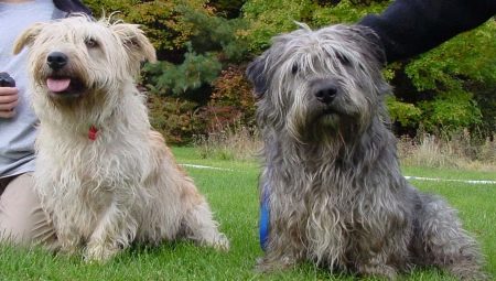 Glen of Imaal Terrier: mô tả về giống chó Ireland và cách chăm sóc chó