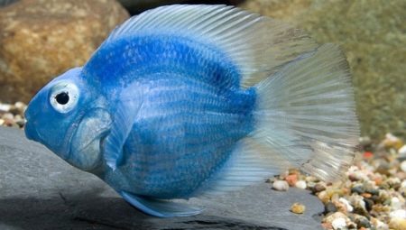 Peștele papagal albastru: descriere și recomandări pentru conținut