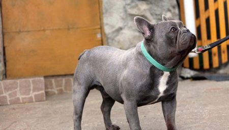 Blauwe Franse Bulldog: hoe ziet hij eruit en hoe verzorg je hem?