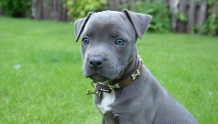 Blue Staffordshire Terrier: bagaimana rupanya dan bagaimana untuk menjaganya?