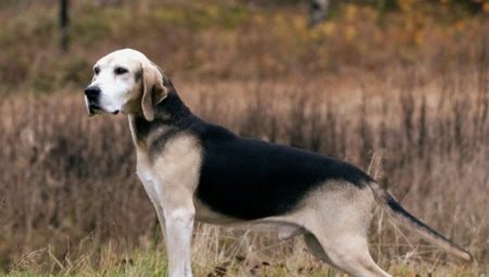 Pasji psi: sorte pasem, značilnosti njihove vsebine