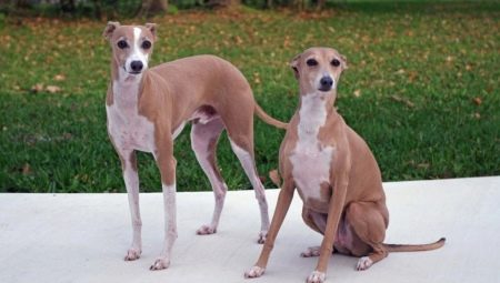 Greyhound: descrierea și conținutul rasei