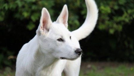 כלב כנען: תיאור גזע וטיפים לשמירה