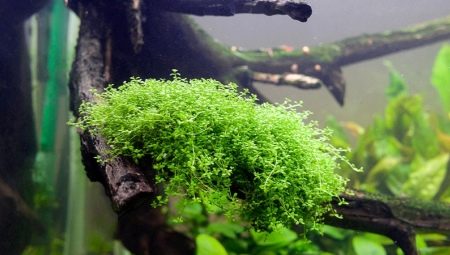 Хемиантус: видове и съдържание на аквариумни растения