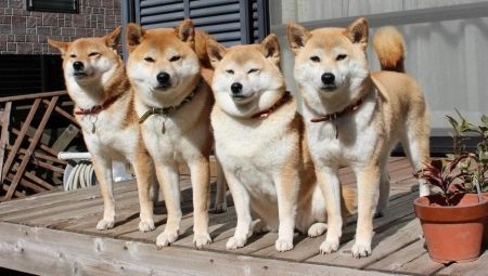 Hokkaido: breed description and content