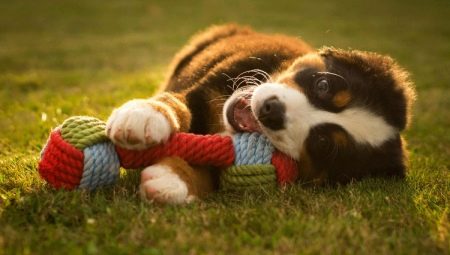 Hračky pro psy: typy a možnosti výběru