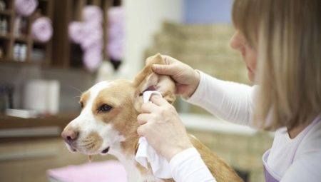 Kako psu očistiti ušesa doma?