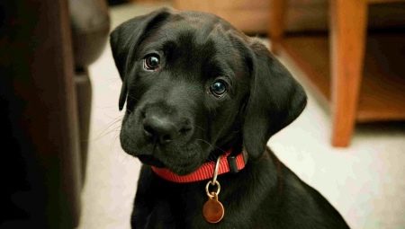 Как можете да наречете черно куче?