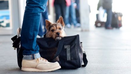 Kuinka kuljettaa koiria junassa?