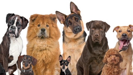 How did dogs and their breeds appear?