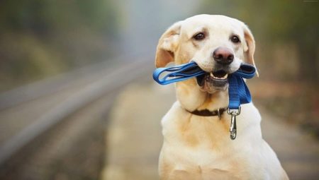 איך לטייל עם כלבים נכון?