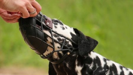 Как да обучите кучето си да носи намордник?