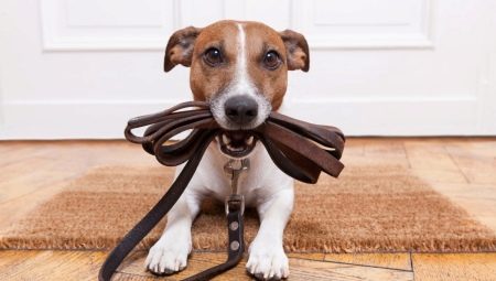 Bagaimana untuk mengajar anjing anda untuk mengikat tali?