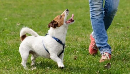 ¿Cómo entrenar a tu perro para que esté al aire libre?