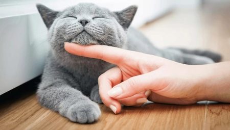 Como cuidar de um gatinho e de um gato adulto?