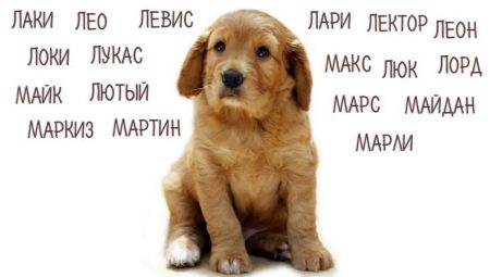 Как да изберем прякор за кучета от големи породи?