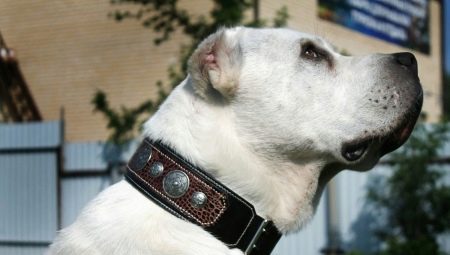 Hoe kies je een halsband voor honden van grote rassen?