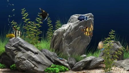 Aquariumstenen: soorten, selectie en toepassing