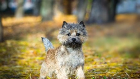 Cairn Terrier: ciri baka, kandungan dan pilihan nama panggilan