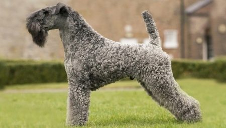 Kerry Blue Terrier: fajtaleírás, hajvágás és tartalom