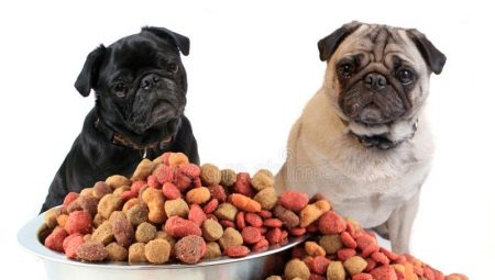 อาหารสำหรับสุนัขปั๊ก: ชนิดและคุณสมบัติที่เลือก