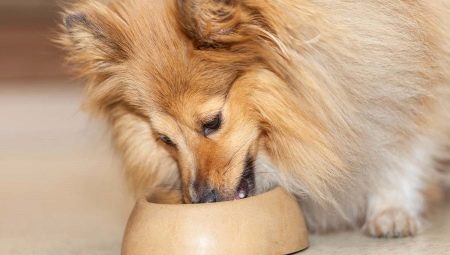 อาหารสุนัข: เกณฑ์การจำแนกและการคัดเลือก