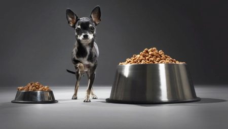 Thức ăn cho chó săn đồ chơi: chúng là gì và làm thế nào để chọn đúng?