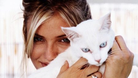 Katter och deras ägare: älskar katter sina ägare och kan de glömma dem?