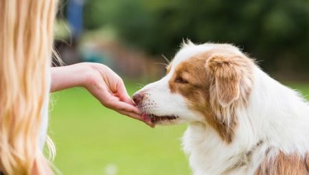Pamlsky pro psy: druhy, nejlepší výrobci a vlastnosti dle výběru