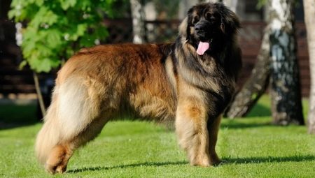 Leonberger: características da raça e regras para a criação de cães