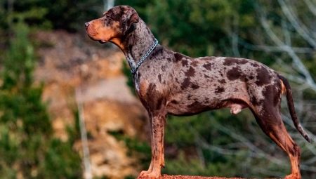 Catahula leopard dog: الوصف ، المزايا والعيوب ، المزاج ، قواعد الرعاية