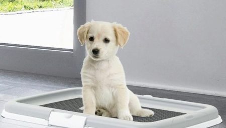 Zásobníky pro psy: co existují, jak si vybrat a pečovat?