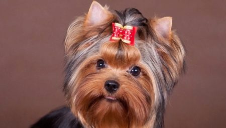 Races de petits chiens pour un appartement: un aperçu et les secrets de la garde des chiens