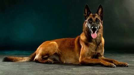 Malinois: breed description, character and cultivation